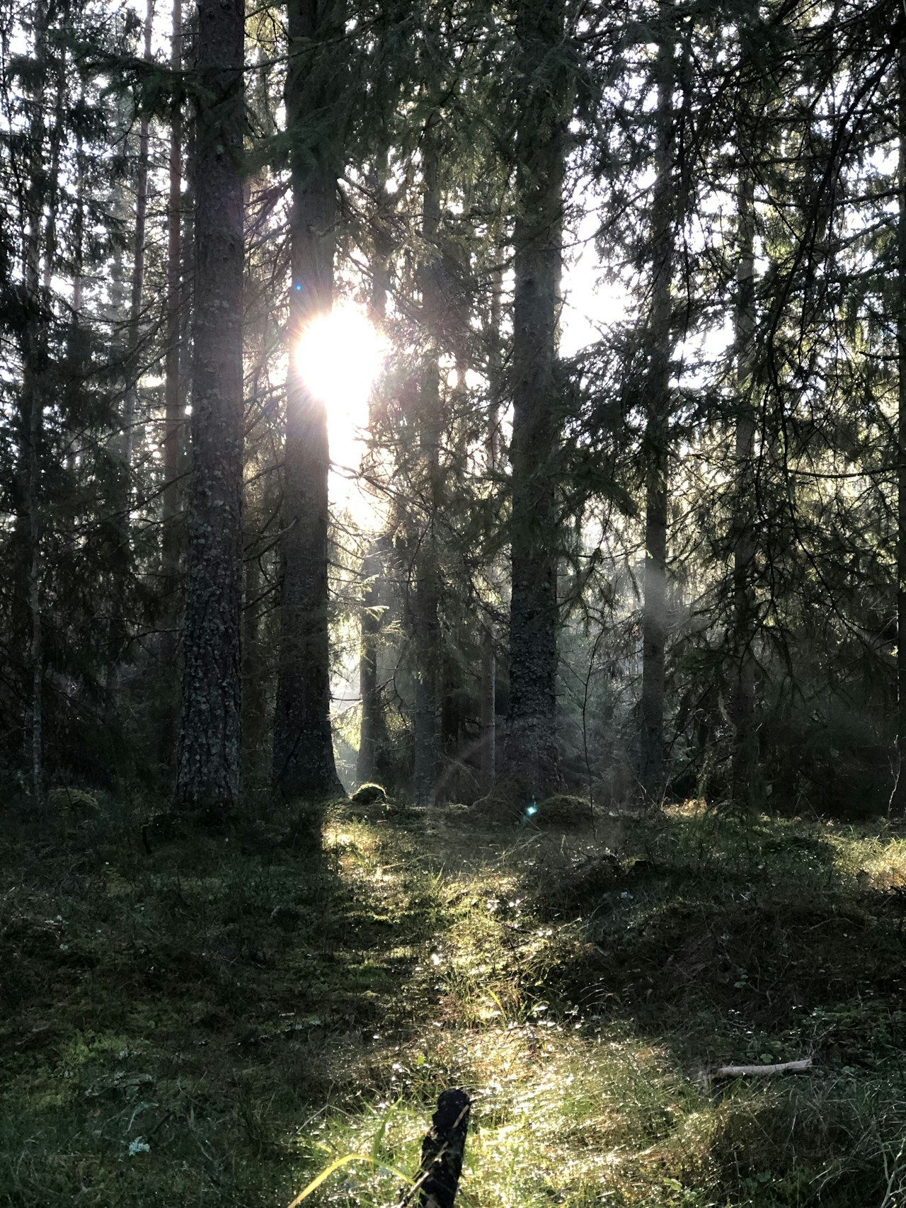 Et skyggefullt skogslandskap.